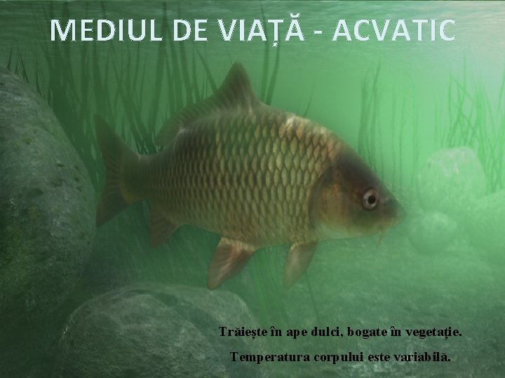 MEDIUL DE VIAȚĂ - ACVATIC Trăiește în ape dulci, bogate în vegetație. Temperatura corpului