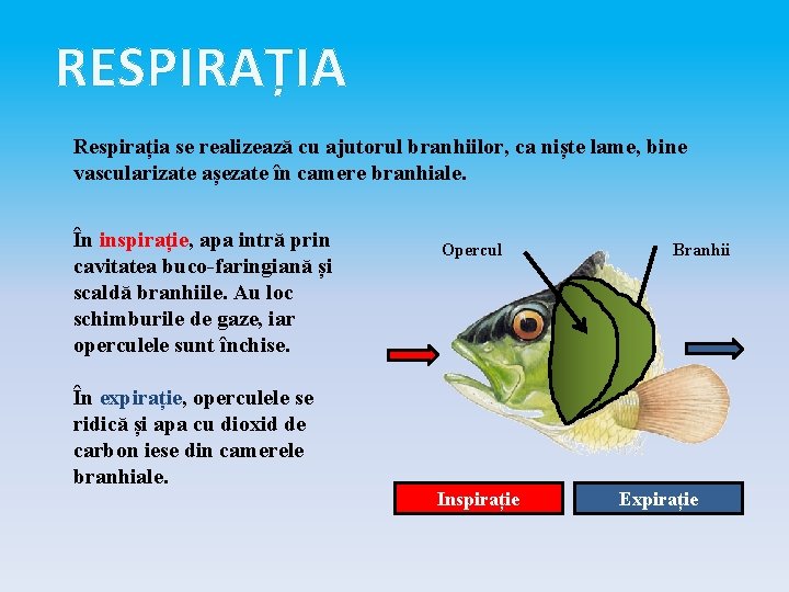 RESPIRAȚIA Respirația se realizează cu ajutorul branhiilor, ca niște lame, bine vascularizate așezate în