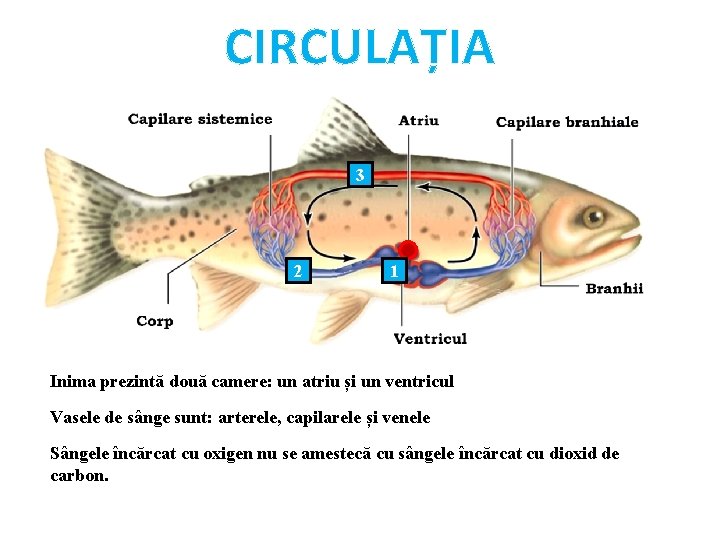 CIRCULAȚIA 3 2 1 Inima prezintă două camere: un atriu și un ventricul Vasele