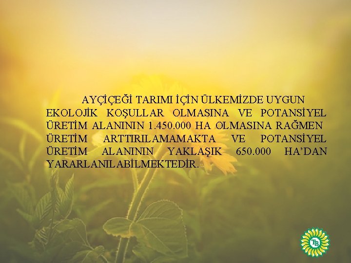 AYÇİÇEĞİ TARIMI İÇİN ÜLKEMİZDE UYGUN EKOLOJİK KOŞULLAR OLMASINA VE POTANSİYEL ÜRETİM ALANININ 1. 450.