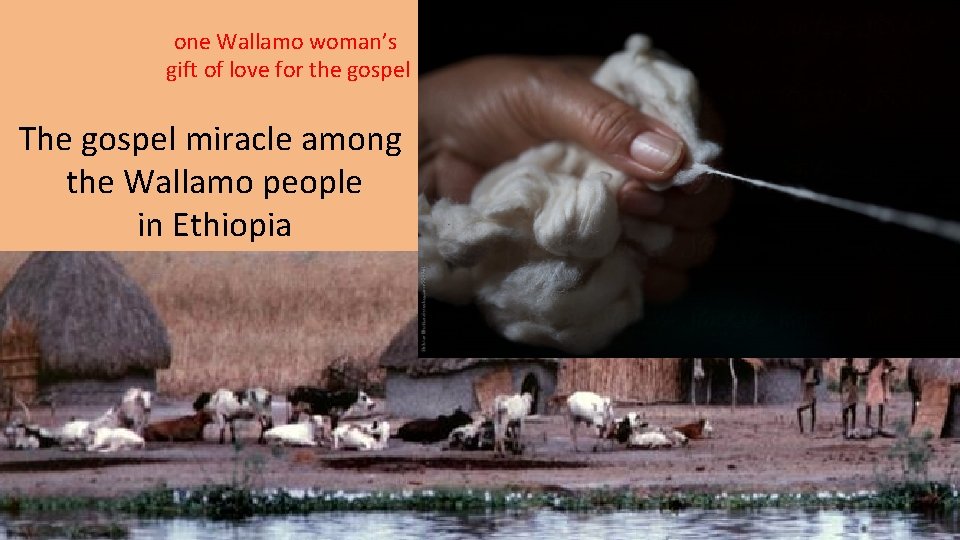 one Wallamo woman’s gift of love for the gospel The gospel miracle among the