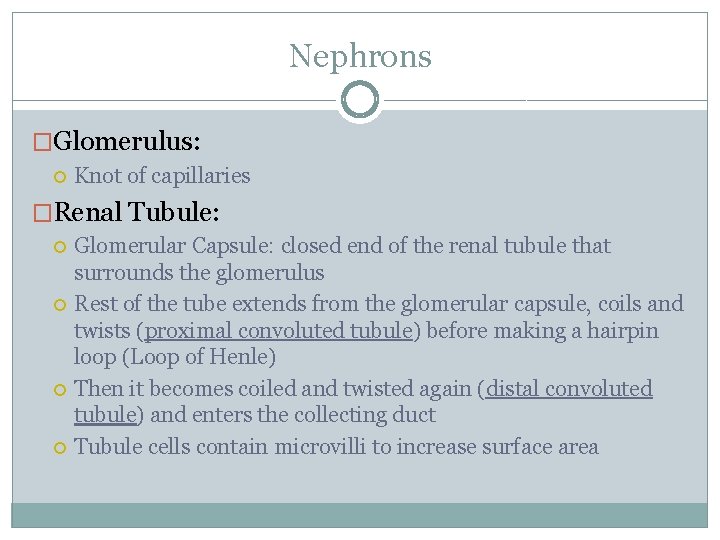 Nephrons �Glomerulus: Knot of capillaries �Renal Tubule: Glomerular Capsule: closed end of the renal