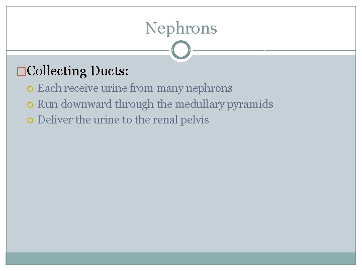 Nephrons �Collecting Ducts: Each receive urine from many nephrons Run downward through the medullary