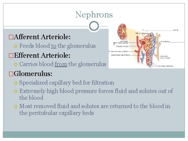 Nephrons �Afferent Arteriole: Feeds blood to the glomerulus �Efferent Arteriole: Carries blood from the