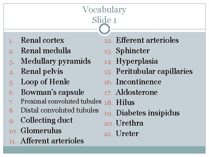 Vocabulary Slide 1 1. 2. 3. 4. 5. 6. Renal cortex Renal medulla Medullary