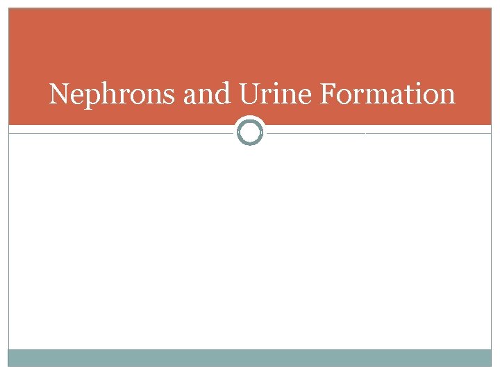 Nephrons and Urine Formation 