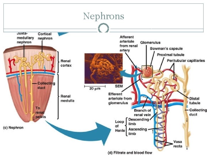 Nephrons 