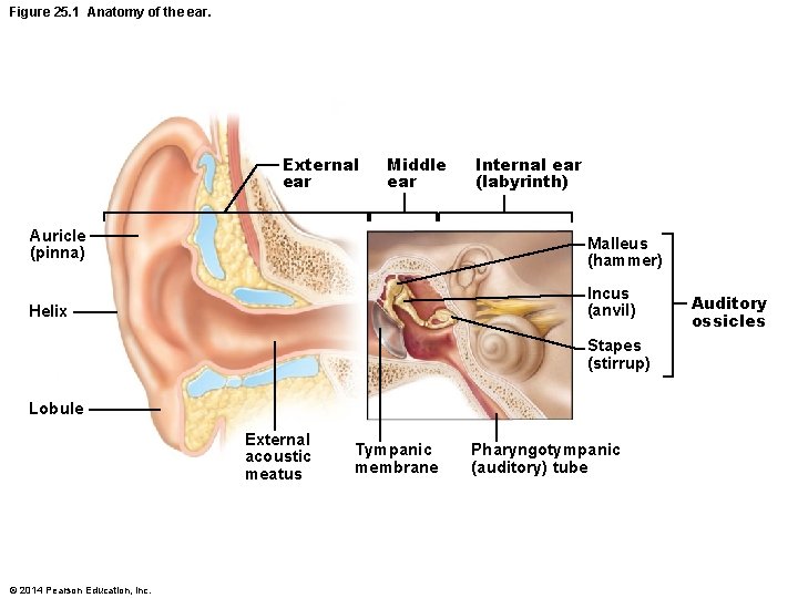 Figure 25. 1 Anatomy of the ear. External ear Middle ear Internal ear (labyrinth) Figure 25. 1 Anatomy of the ear. External ear Middle ear Internal ear (labyrinth)