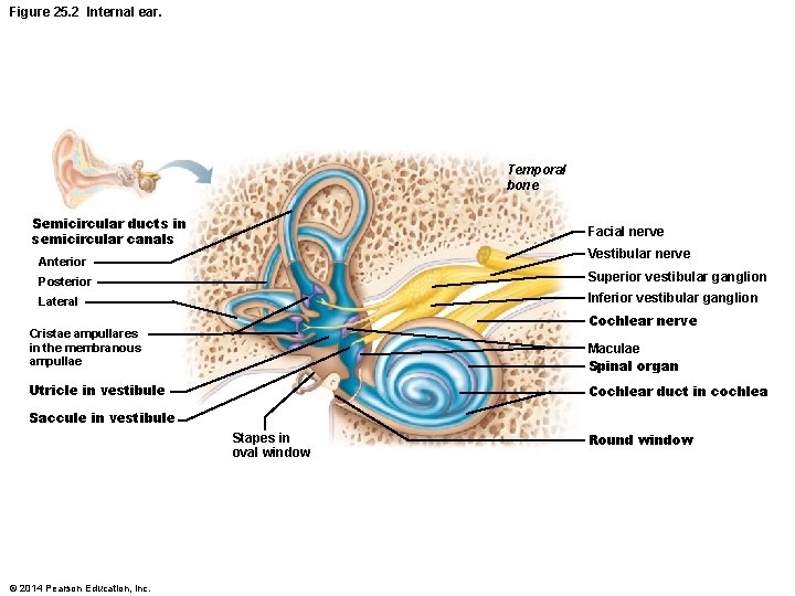 Figure 25. 2 Internal ear. Temporal bone Semicircular ducts in semicircular canals Facial nerve Figure 25. 2 Internal ear. Temporal bone Semicircular ducts in semicircular canals Facial nerve