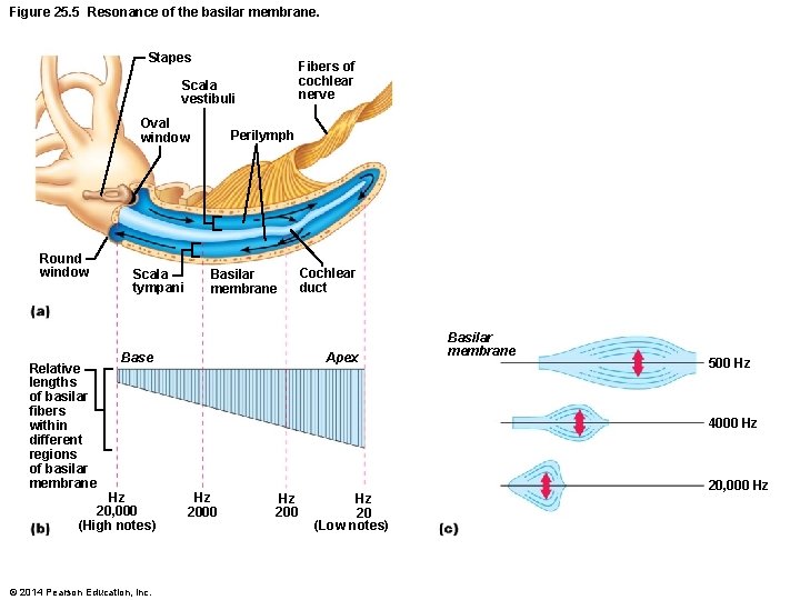 Figure 25. 5 Resonance of the basilar membrane. Stapes Fibers of cochlear nerve Scala Figure 25. 5 Resonance of the basilar membrane. Stapes Fibers of cochlear nerve Scala