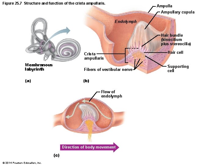 Figure 25. 7 Structure and function of the crista ampullaris. Ampullary cupula Endolymph Hair Figure 25. 7 Structure and function of the crista ampullaris. Ampullary cupula Endolymph Hair