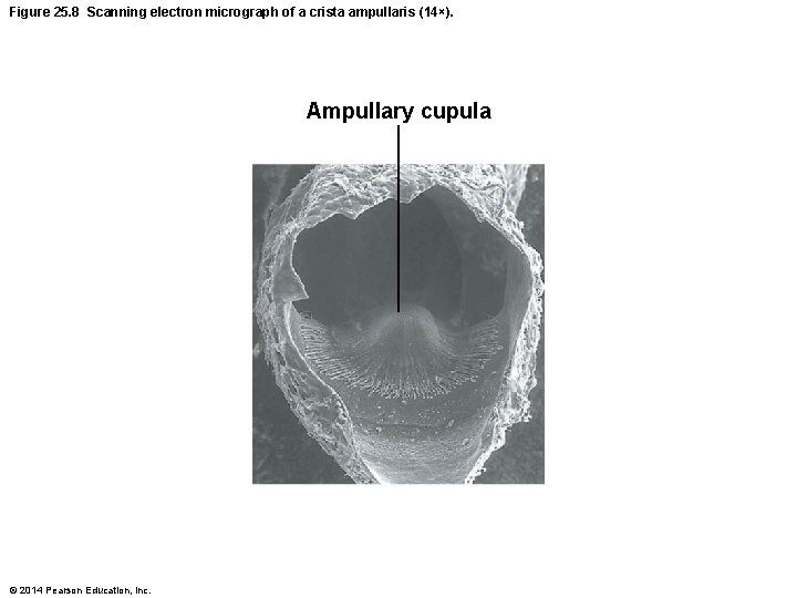 Figure 25. 8 Scanning electron micrograph of a crista ampullaris (14×). Ampullary cupula © Figure 25. 8 Scanning electron micrograph of a crista ampullaris (14×). Ampullary cupula ©