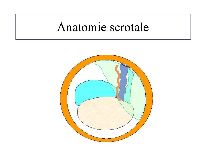 Anatomie scrotale 