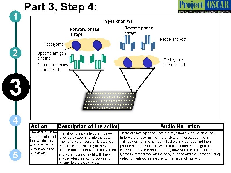 1 Part 3, Step 4: Types of arrays Forward phase arrays Reverse phase arrays
