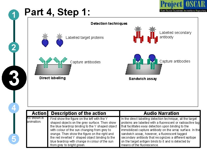 1 Part 4, Step 1: Detection techniques Labelled target proteins Labelled secondary antibody Capture