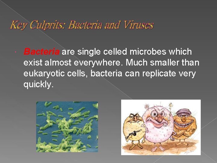 Key Culprits: Bacteria and Viruses Bacteria are single celled microbes which exist almost everywhere.