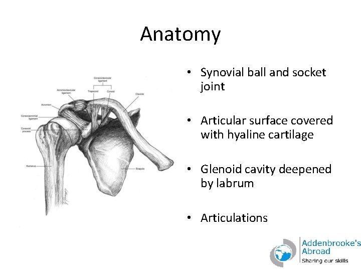 Anatomy • Synovial ball and socket joint • Articular surface covered with hyaline cartilage