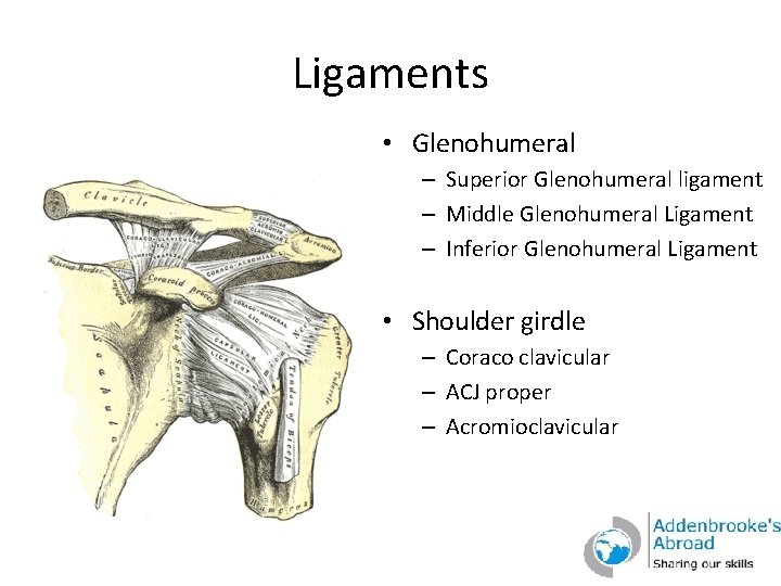 Ligaments • Glenohumeral – Superior Glenohumeral ligament – Middle Glenohumeral Ligament – Inferior Glenohumeral