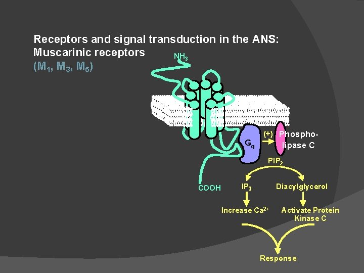Receptors and signal transduction in the ANS: Muscarinic receptors NH 3 (M 1, M