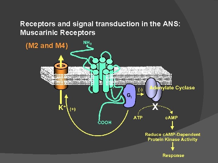 Receptors and signal transduction in the ANS: Muscarinic Receptors (M 2 and M 4)