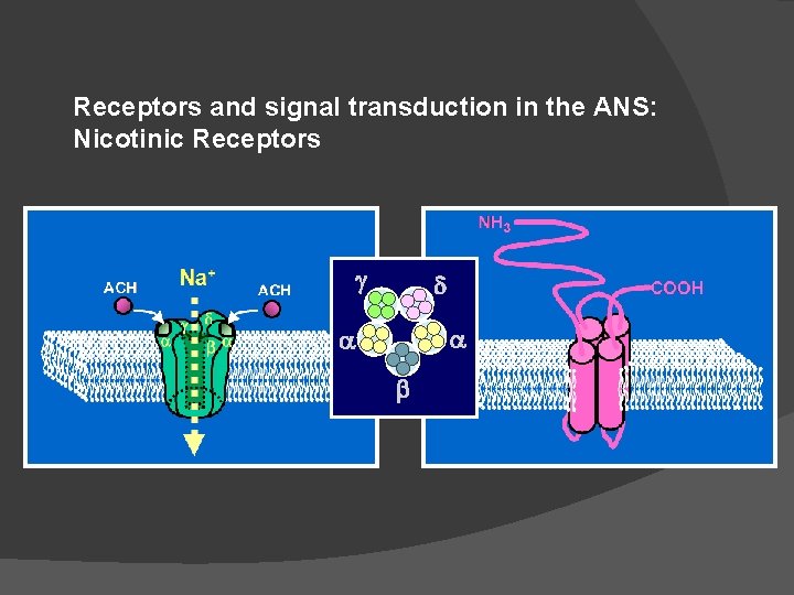 Receptors and signal transduction in the ANS: Nicotinic Receptors g d a a b