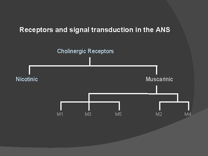 Receptors and signal transduction in the ANS Cholinergic Receptors Nicotinic Muscarinic M 1 M