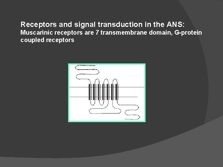 Receptors and signal transduction in the ANS: Muscarinic receptors are 7 transmembrane domain, G-protein