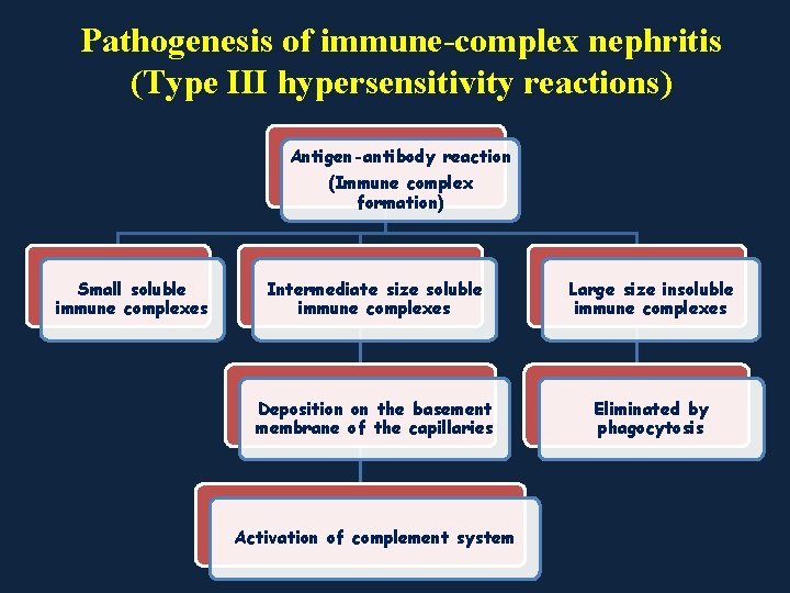 Pathogenesis of immune-complex nephritis (Type III hypersensitivity reactions) Antigen-antibody reaction (Immune complex formation) Small
