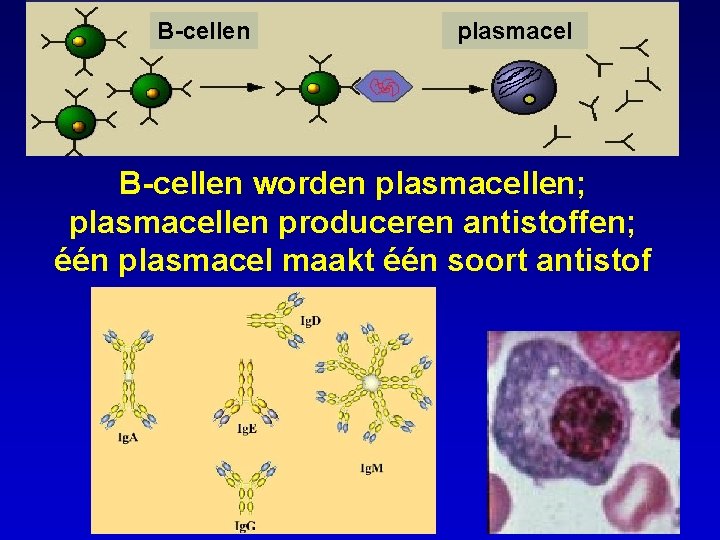 B-cellen plasmacel B-cellen worden plasmacellen; plasmacellen produceren antistoffen; één plasmacel maakt één soort antistof