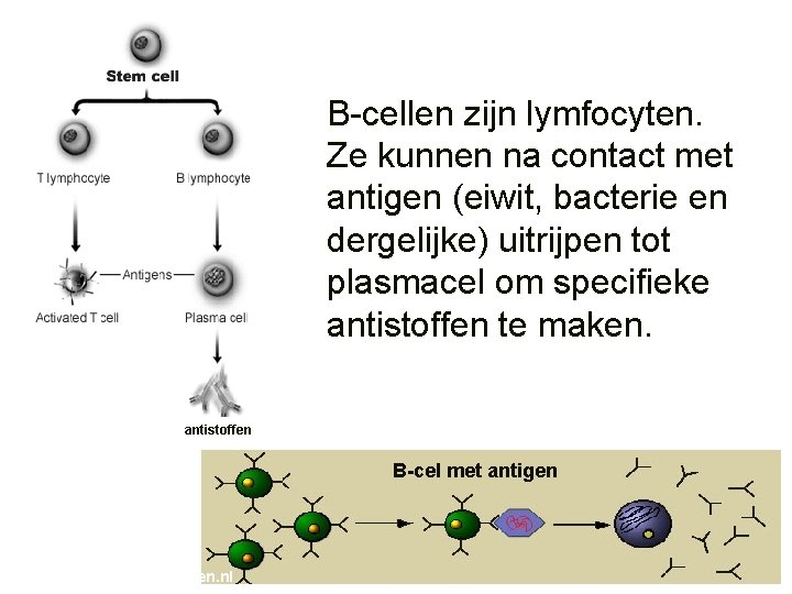 B-cellen zijn lymfocyten. Ze kunnen na contact met antigen (eiwit, bacterie en dergelijke) uitrijpen