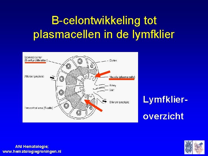 B-celontwikkeling tot plasmacellen in de lymfklier Lymfklieroverzicht Afd Hematologie; www. hematologiegroningen. nl 