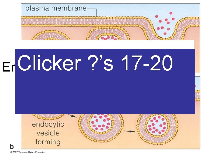 Clicker ? ’s 17 -20 Endocytosis / Exocytosis 