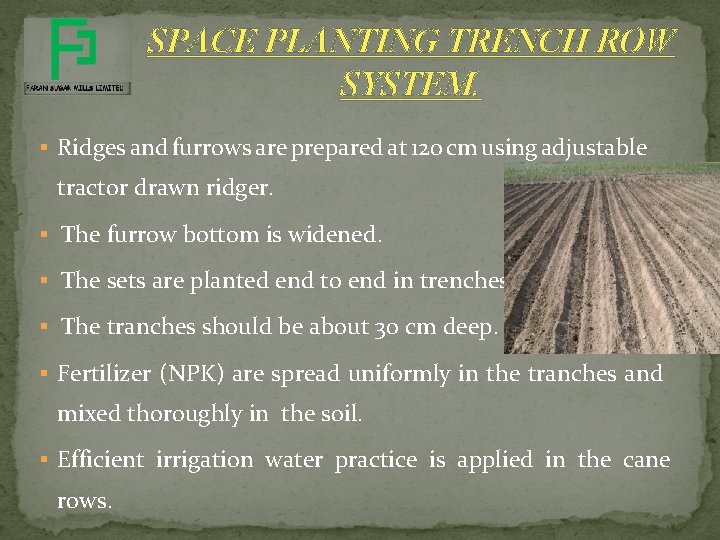SPACE PLANTING TRENCH ROW SYSTEM. § Ridges and furrows are prepared at 120 cm SPACE PLANTING TRENCH ROW SYSTEM. § Ridges and furrows are prepared at 120 cm