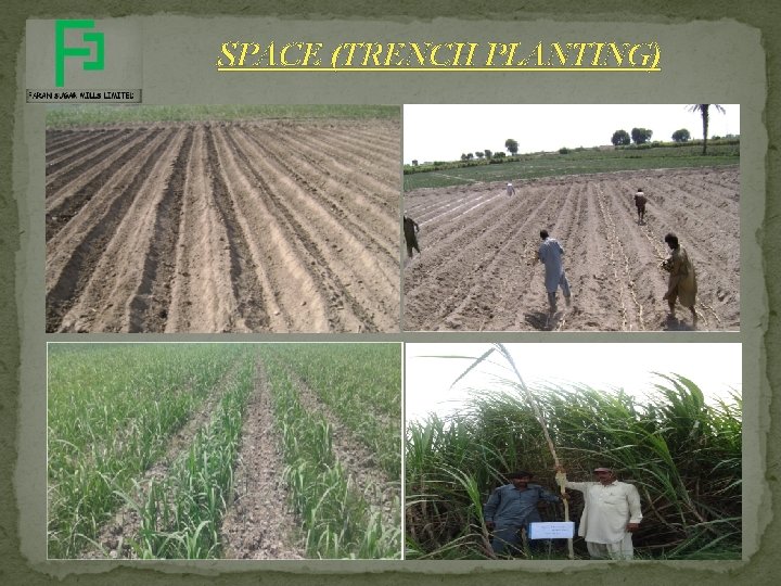 SPACE (TRENCH PLANTING) SPACE (TRENCH PLANTING)