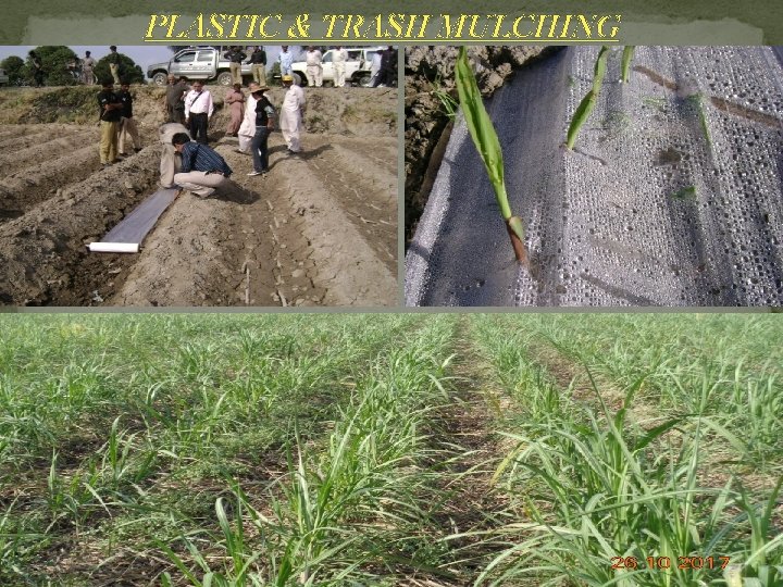 PLASTIC & TRASH MULCHING PLASTIC & TRASH MULCHING