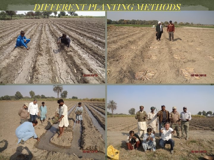DIFFERENT PLANTING METHODS DIFFERENT PLANTING METHODS