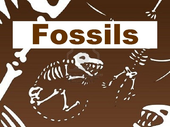 Fossils 