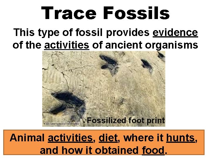 Trace Fossils This type of fossil provides evidence of the activities of ancient organisms