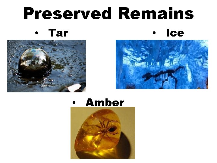 Preserved Remains • Tar • Ice • Amber 