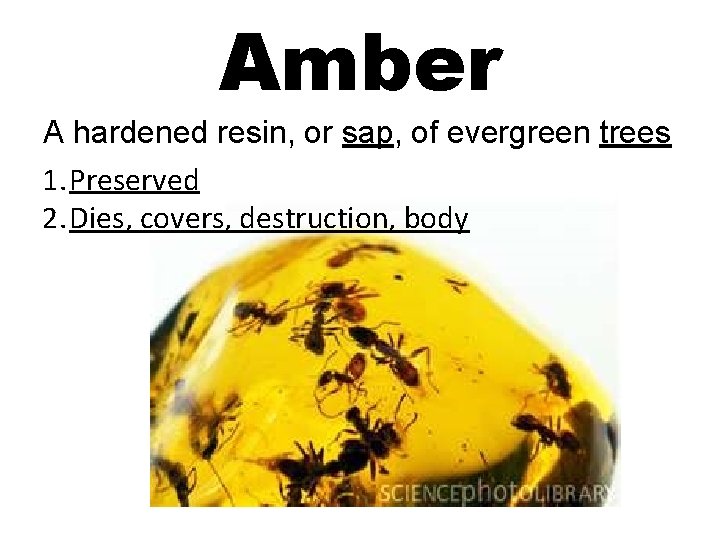Amber A hardened resin, or sap, of evergreen trees 1. Preserved 2. Dies, covers,