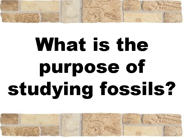 What is the purpose of studying fossils? 