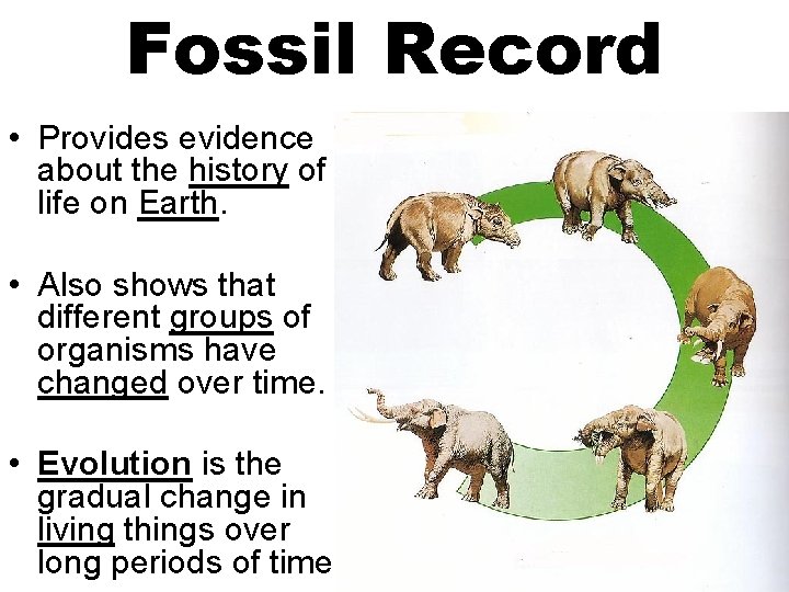 Fossil Record • Provides evidence about the history of life on Earth. • Also