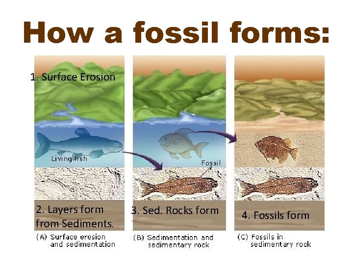 How a fossil forms: 1. Surface Erosion 2. Layers form from Sediments. 3. Sed.
