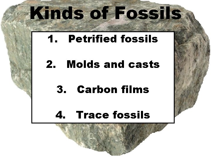 Kinds of Fossils 1. Petrified fossils 2. Molds and casts 3. Carbon films 4.