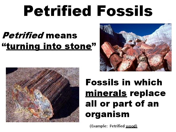 Petrified Fossils Petrified means “turning into stone” Fossils in which minerals replace all or