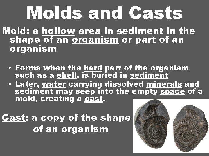Molds and Casts Mold: a hollow area in sediment in the shape of an