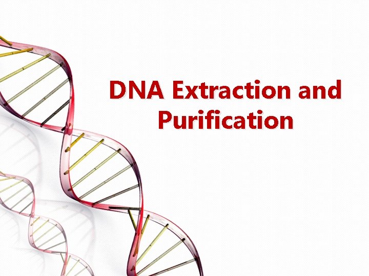 DNA Extraction and Purification 