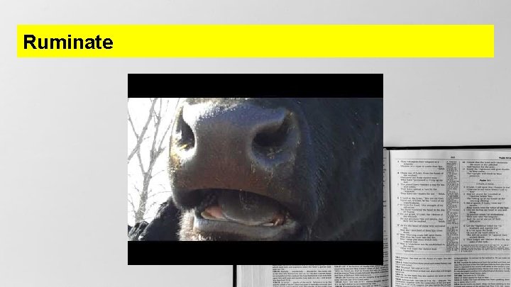 Ruminate 