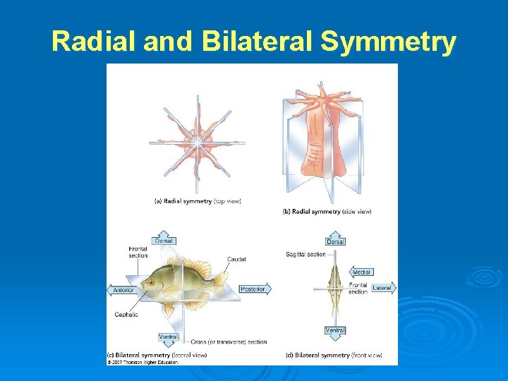 Radial and Bilateral Symmetry 