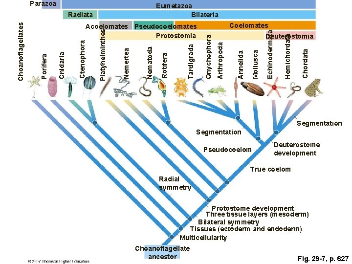 Parazoa Eumetazoa Bilateria Echinodermata Coelomates Chordata Hemichordata Mollusca Annelida Deuterostomia Arthropoda Onychophora Tardigrada Rotifera